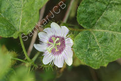 Passiflora foetida